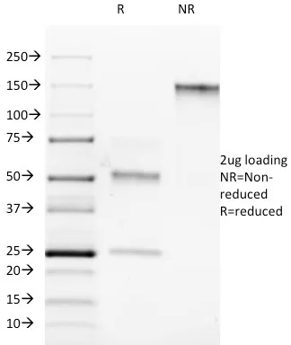 Anti-ROR-gamma / RORC (RAR-related Orphan Receptor C)(RORC/2942) - image 1