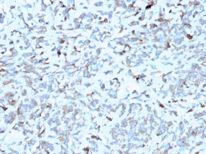 Anti-C1QA / Complement C1q A-Chain(C1QA/2952), CF647 conjugate - image 1