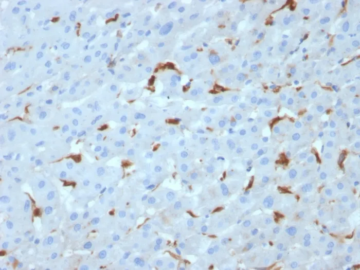 Anti-C1QA / Complement C1q A-Chain(C1QA/2953), CF594 conjugate - image 1