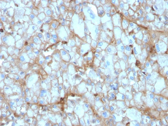 Anti-C1QA / Complement C1q A-Chain(C1QA/2954), CF647 conjugate - image 1
