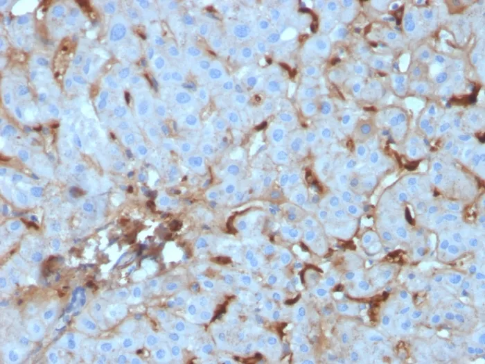 Anti-C1QA / Complement C1q A-Chain(C1QA/2955), CF568 conjugate - image 1