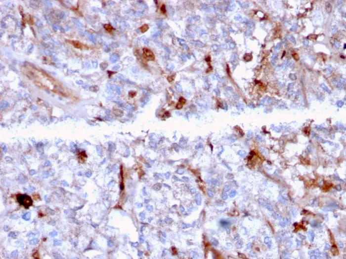 Anti-C1QA / Complement C1q A-Chain(C1QA/2956), CF568 conjugate - image 1