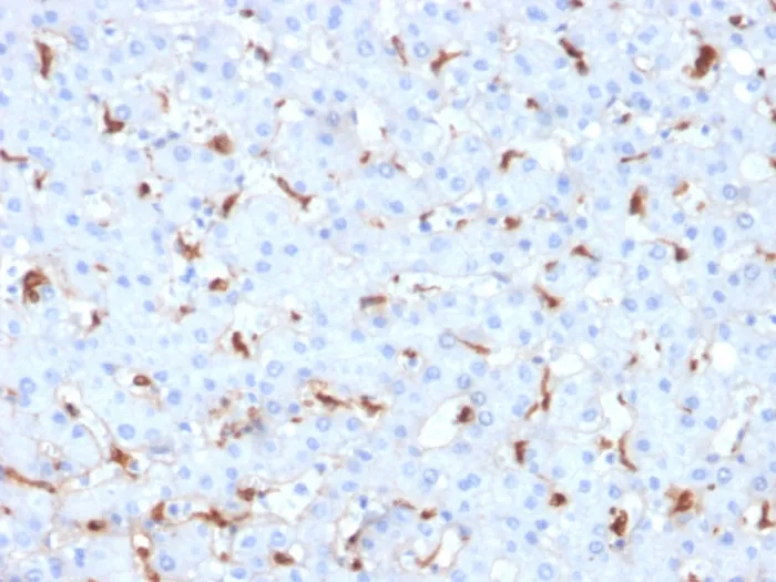 Anti-C1QB / Complement C1q B-Chain(C1QB/2961), CF568 conjugate - image 1
