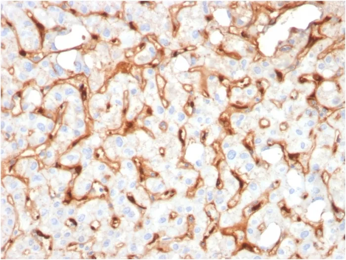 Anti-C1QB / Complement C1q B-Chain(C1QB/2965), CF594 conjugate - image 1