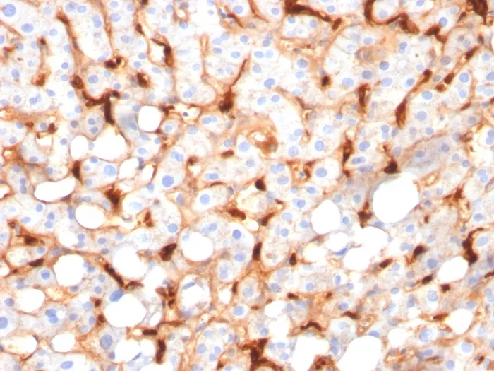 Anti-C1QB / Complement C1q B-Chain(C1QB/2966), CF488A conjugate - image 1