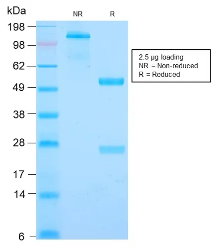 Anti-Cyclin B1 (G2- & M-phase Cyclin)(CCNB1/2978R), CF640R conjugate - image 1