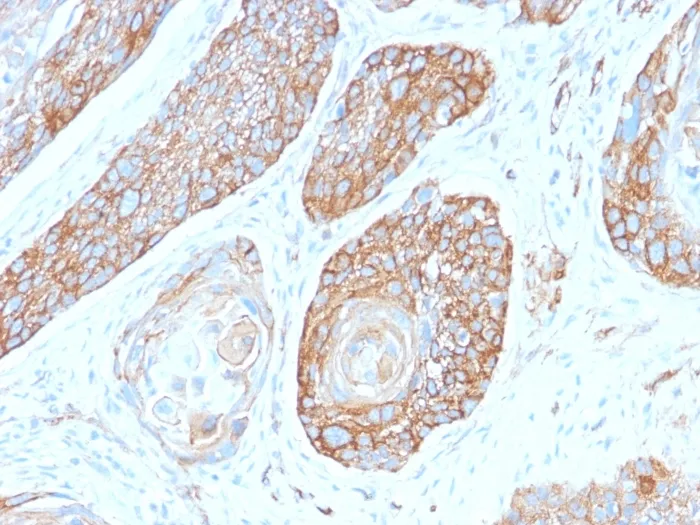 Anti-Spectrin beta III (SPTBN2)(SPTBN2/2979R) - image 1