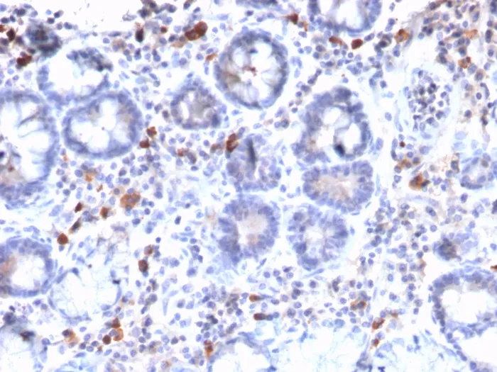 Anti-MUC3 (Mucin 3)(MUC3/2992R), CF405S conjugate - image 1