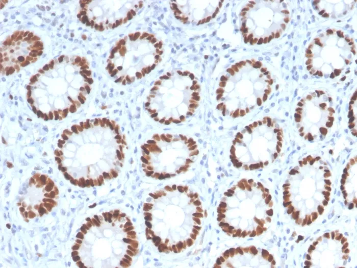 Anti-MCM6 (Proliferation Marker)(MCM6/2999), CF594 conjugate - image 1