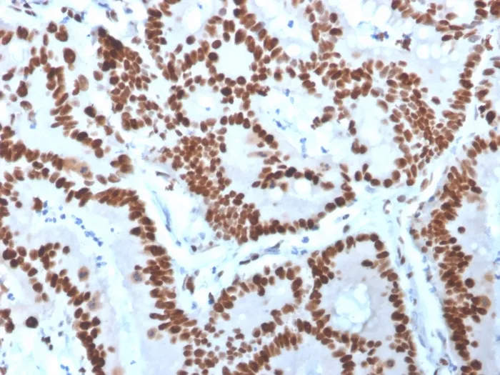Anti-MCM6 (Proliferation Marker)(MCM6/3000), Biotin conjugate - image 1