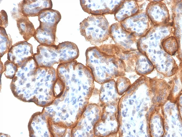 Anti-VISTA / GI24 (Negative Regulator of Immune Response)(VISTA/3006) - image 1