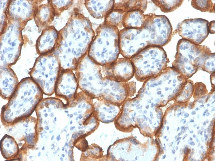 Anti-VISTA / B7-H5 / VSIR (Negative Regulator of Immune Response)(VISTA/3007), CF405S conjugate - image 1