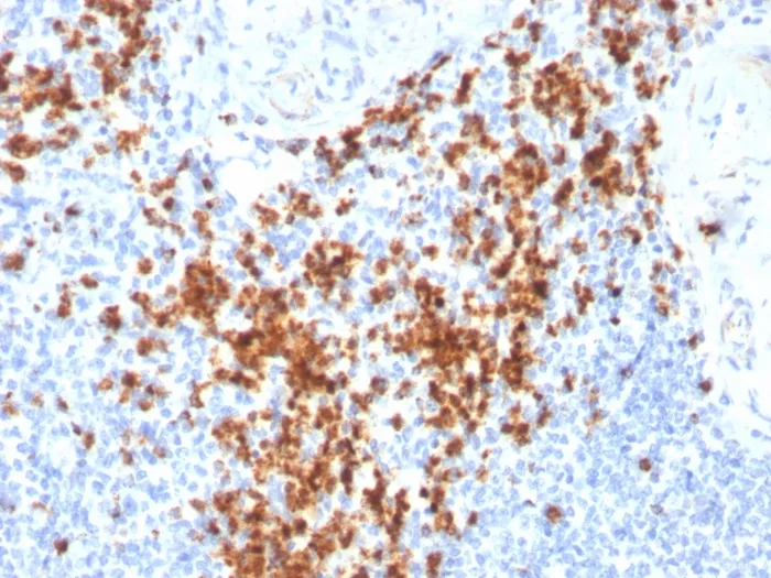 Anti-Granzyme B (NK/T-Cell Lymphoma Marker)(GZMB/3014), Biotin conjugate - image 1