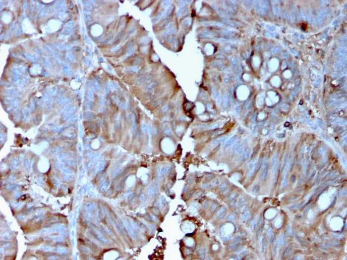 Anti-MerTK (Innate Immune Checkpoint)(MERTK/3015), Biotin conjugate - image 1
