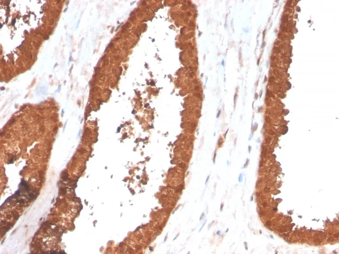 Anti-TIGIT / VSTM3 / VSIG9 (Immune Checkpoint for Cancer)(TIGIT/3017), CF405S conjugate - image 1