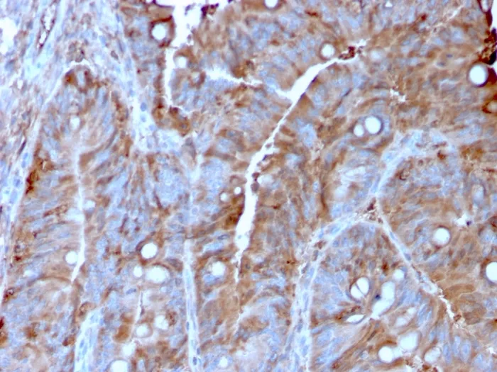 Anti-MerTK (Innate Immune Checkpoint)(MERTK/3022), Biotin conjugate - image 1