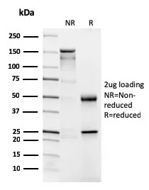 Anti-CD4 (T-Helper/Inducer Cell Marker)(CD4/3026) - image 1