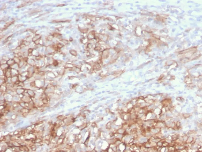 Anti-MCAM (Melanoma Cell Adhesion Molecule) / MUC18 / CD146(MCAM/3046), CF405S conjugate - image 1