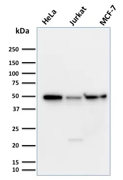 Anti-Cyclin A1(XLA1-3) - image 1
