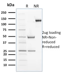 Anti-Cyclin B2(X29.2), CF640R conjugate - image 1