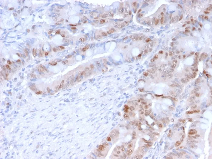 Anti-PCNA (Proliferating Cell Nuclear Antigen) (G1- & S-phase Marker)(PC5), CF405S conjugate - image 1
