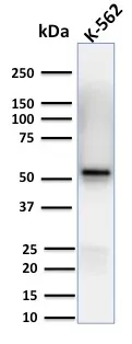 Anti-Spastin(Sp 6C6), CF640R conjugate - image 1