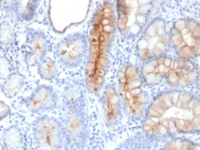 Anti-MUC4 (Mucin 4 / Gastric Mucin)(MUC4/3084) - image 1