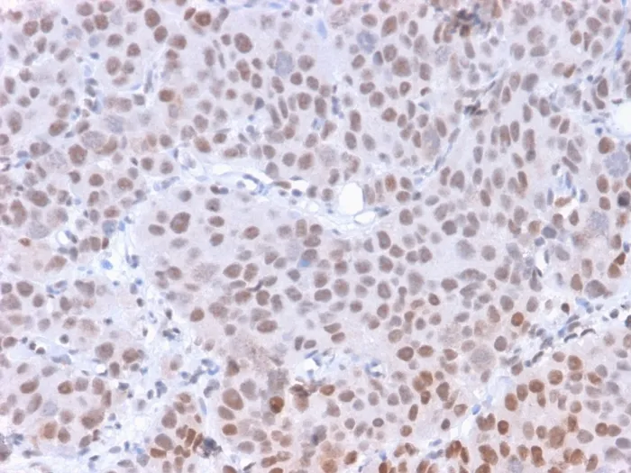 Anti-RNA Polymerase II CTD Repeat YSPTSPS (Phospho S5)(CTD 8A7) - image 1