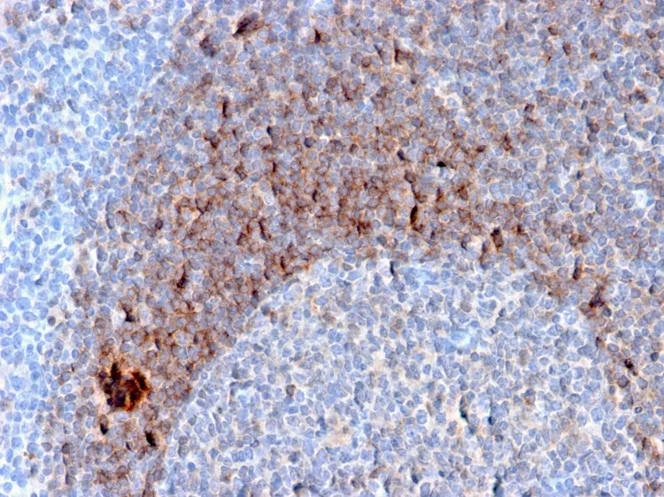 Anti-CD79b (B-Cell Marker)(B29/123), CF568 conjugate - image 1