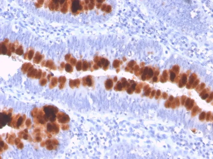 Anti-CD95 / FAS / TNFRSF6(FAS/3112), CF594 conjugate - image 1