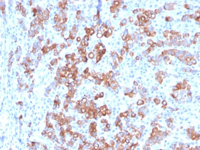 Anti-TIM3 / HAVCR2 / CD366 (Effector T-Cell Marker)(TIM3/3113), CF640R conjugate - image 1
