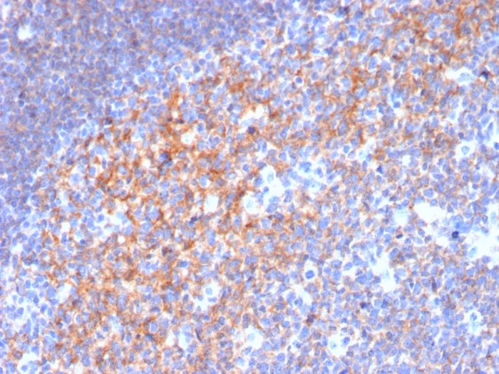 Anti-CD19 (B-Lymphocyte Marker)(CD19/3116) - image 1