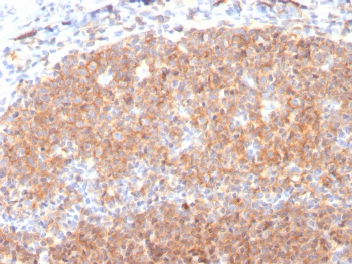 Anti-CD19 (B-Lymphocyte Marker)(CD19/3117), CF488A conjugate - image 1