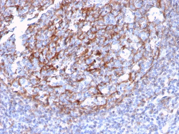 Anti-CD21 (Mature B-Cell & Follicular Dendritic Cell Marker)(CR2/3124R), Biotin conjugate - image 1