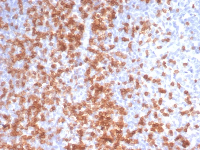 Anti-CD3e (T-Cell Marker)(C3e/3125R), Biotin conjugate - image 1