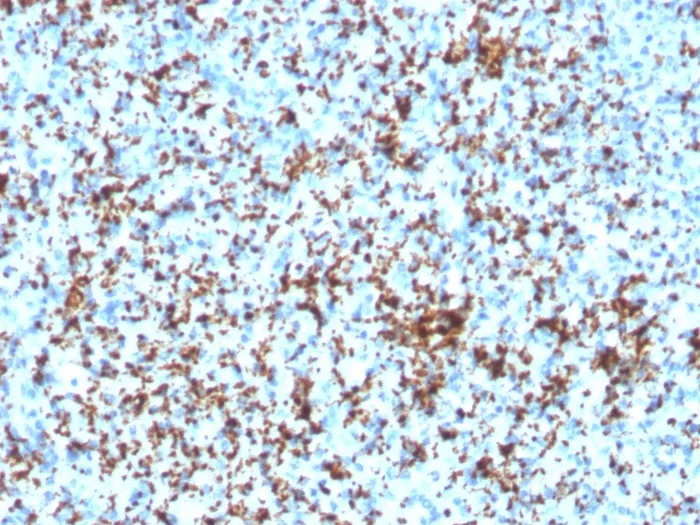 Anti-CD61 / Integrin 3 / Platelet Glycoprotein IIIa (Platelet Marker)(ITGB3/3126R) - image 1