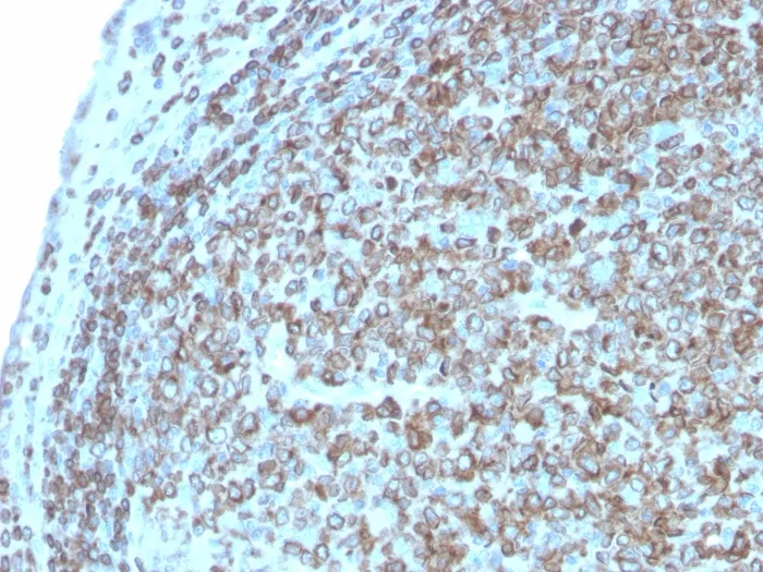 Anti-CD74 (B-Cell Marker)(CLIP/3127R), CF647 conjugate - image 1