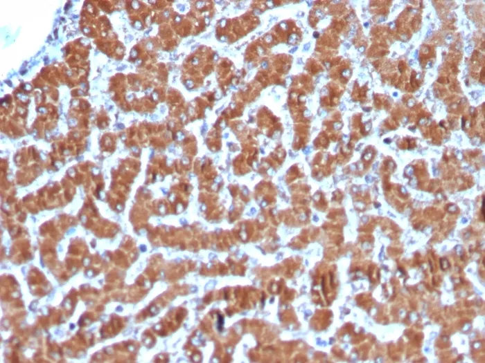Anti-Cytochrome C (Mitochondrial Marker)(CYCS/3128R), CF594 conjugate - image 1