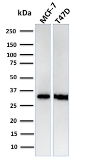Anti-Replication Protein A2 (RPA2)(RPA2/3140R), CF647 conjugate - image 1