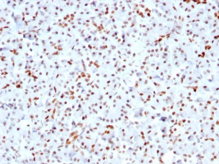 Anti-SOX9 / SRY-box 9(SOX9/3141R), CF568 conjugate - image 1