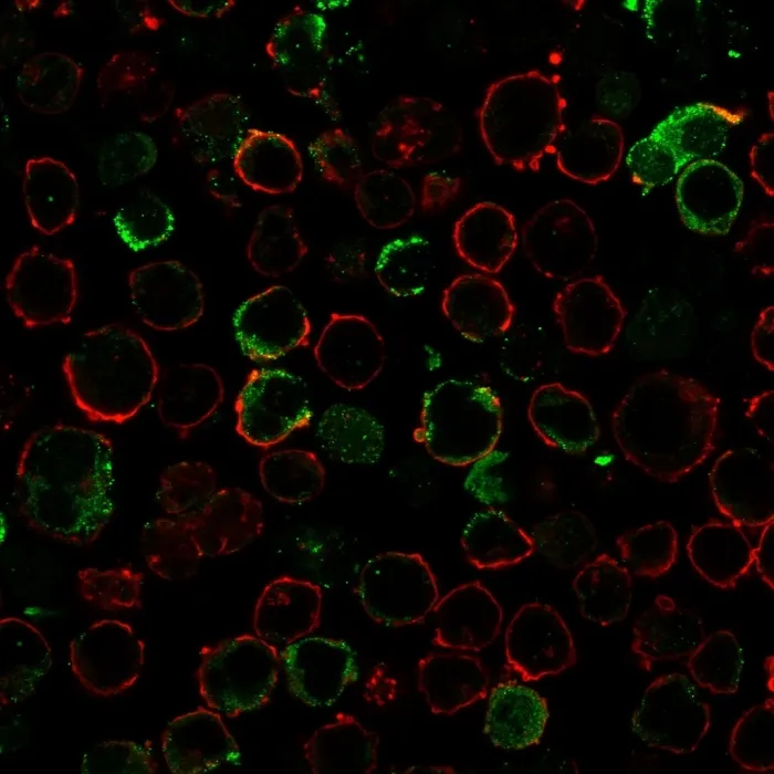 Anti-LMO2 (B-Cell Marker)(LMO2/3147R), CF594 conjugate - image 1
