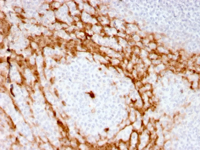 Anti-Granulocyte-Colony Stimulating Factor (G-CSF)(CSF3/3166R), CF647 conjugate - image 1