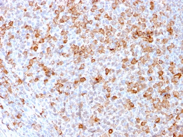 Anti-CD3e (T-Cell Marker)(C3e/3171R), CF647 conjugate - image 1
