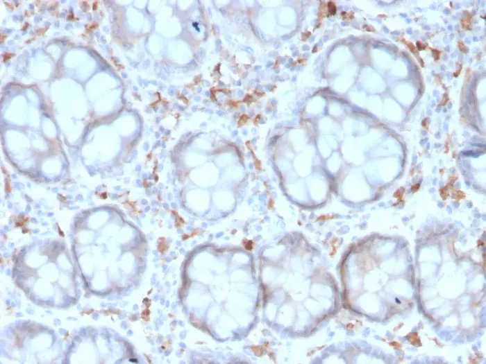Anti-CD209 / DC-SIGN (Pathogen Receptor on Dendritic Cells)(rC209/1781) - image 1