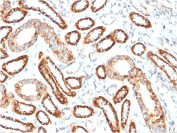 Anti-CD137 / 4-1BB / TNFRSF9(4-1BB/3201), CF594 conjugate - image 1