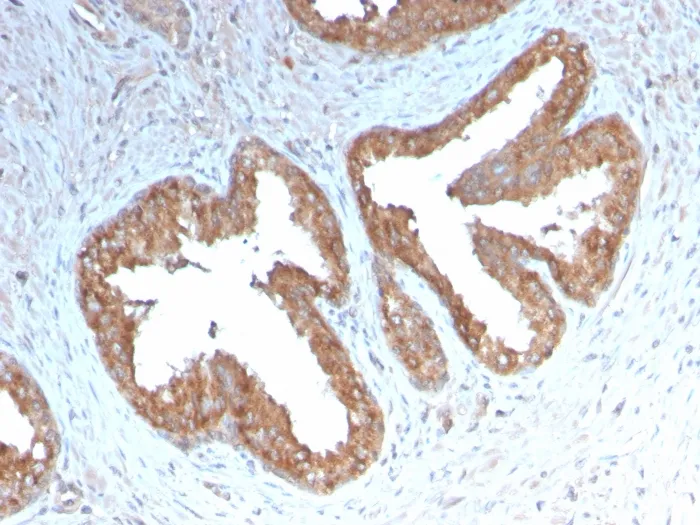 Anti-Cycloxygenase-2 (COX-2)(COX2/3232R), CF640R conjugate - image 1