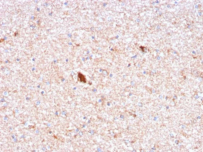 Anti-Serum Amyloid P / APCS(APCS/3240), CF488A conjugate - image 1