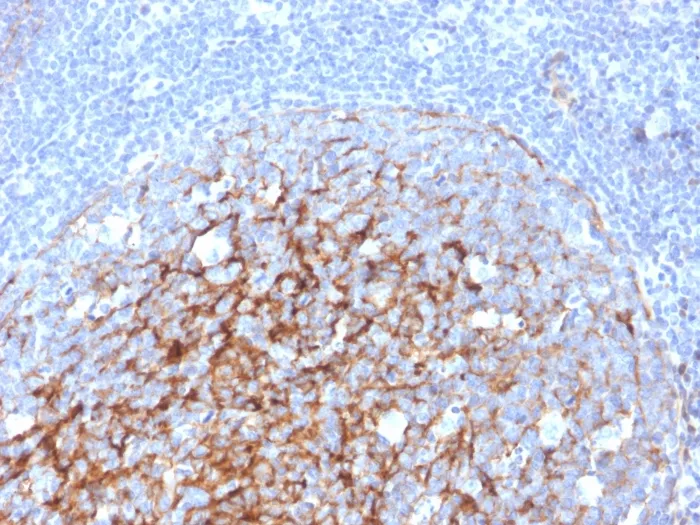 Anti-CD21 (Mature B-Cell & Follicular Dendritic Cell Marker)(CR2/3247), CF568 conjugate - image 1