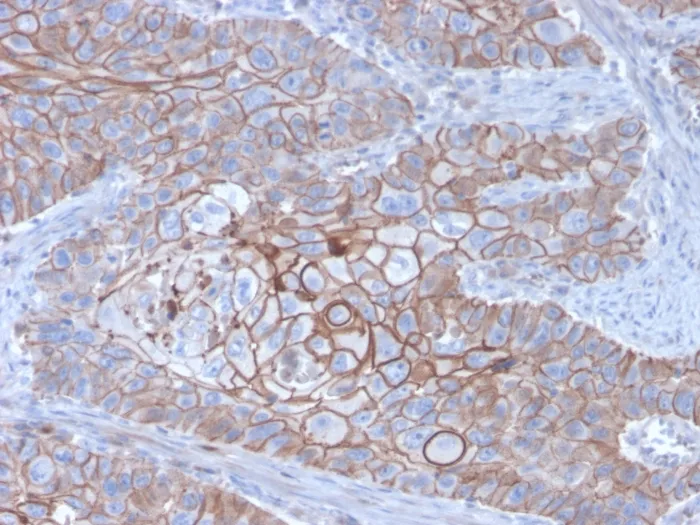 Anti-E-Cadherin (CDH1) / CD324 (Intercellular Junction Marker)(CDH1/3256), CF647 conjugate - image 1
