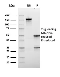 Anti-Lymphocyte Activation Gene 3 (LAG-3) (Negative Checkpoint Regulator)(LAG3/3261), CF647 conjugate - image 1